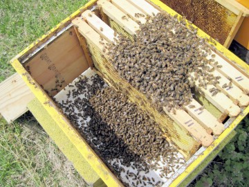 Cercetaţi pentru că au furat un stup de albine